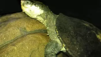 Елсај белогорла, уникатна желка, која може да дише плен, е загрозена со исчезнување